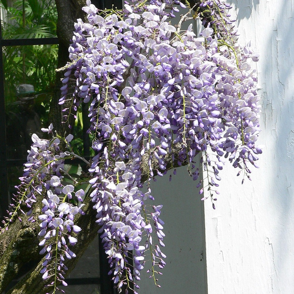 Meet your Posher, Campbell